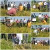 آغازبرداشت دستی محصول برنج درشالیزارهای شهرستان املش
